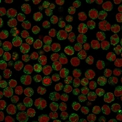 Immunofluorescent staining of PFA-fixed human Raji cells with CD79 antibody (clone SPM549, green) and Reddot nuclear stain (red).