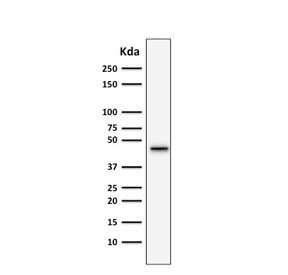 Western blot testing of human HepG2 lysate with anti-CK19 antibody (clone SPM266).
