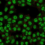 Immunofluorescent staining of PFA-fixed human HeLa cells using RELA antibody (green, clone PCRP-RELA-2B6) and phalloidin (red).