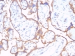 IHC staining of FFPE human placental tissue with recombinant CD59 antibody (clone rMACIF/7288). HIER: boil tissue sections in pH 9 10mM Tris with 1mM EDTA for 20 min and allow to cool before testing.