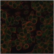 Immunofluorescent staining of PFA-fixed human HeLa cells using NEUROD2 antibody (green, clone PCRP-NEUROD2-1G1) and phalloidin (red).