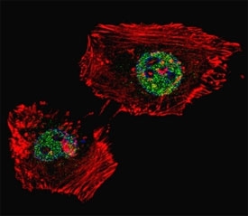 Fluorescent confocal image of HeLa cell stained with LSD1 antibody. LSD1 immunoreactivity is localized to the nucleus.