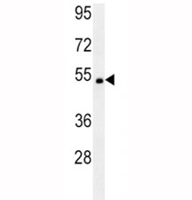 SOX10 antibody western blot analysis in mouse heart tissue lysate. Predicted molecular weight: 50~58 kDa.