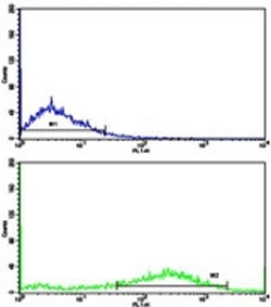 Flow cytometric analysis of NCI-H292 cells using Fascin antibody (green) compared to a <a href=../search_result.php?search_txt=n1001>negative control</a> (blue). FITC-conjugated goat-anti-rabbit secondary Ab was used for the analysis.