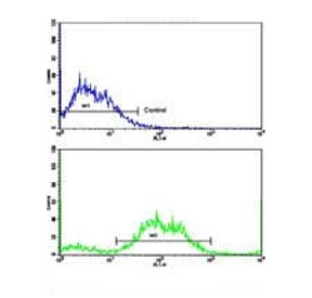 Flow cytometry testing of fixed and permeabilized human SK-BR-3 cells with PTAR1 antibody; Blue=isotype control, Green= PTAR1 antibody.