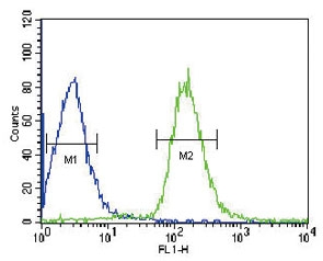 Albumin Antibody HepG2 FACS. Flow cytometry testing of human HepG2 cells with Albumin antibody; Blue=isotype control, Green= Albumin antibody.