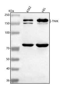 Western blot analysis of TNIK using anti-TNIK antibody. Lane 1: human K562 whole cell lysates, Lane 2: human HEL whole cell lysates. After electrophoresis, proteins were transferred to a nitrocellulose membrane at 150 mA for 50-90 minutes. Blocked the membrane with 5% non-fat milk/TBS for 1.5 hour at RT. The membrane was incubated with rabbit anti-TNIK antibody at 0.5 ug/ml overnight at 4oC, then washed with TBS-0.1%Tween 3 times with 5 minutes each and probed with a goat anti-rabbit IgG-HRP secondary antibody at a dilution of 1:5000 for 1.5 hour at RT. The signal was developed using enhanced chemiluminescent. The expected band size for TNIK is at 155 kDa and ~180 kD (phosphorylated/active form). A 70–80 kDa band may be observed and may represent a TNIK cleavage product generated under apoptotic or stress conditions.