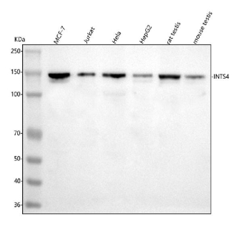 Western blot analysis of INTS4 using anti-INTS4 antibody. Lane 1: human MCF-7 whole cell lysates, Lane 2: human Jurkat whole cell lysates, Lane 3: human Hela whole cell lysates, Lane 4: human HepG2 whole cell lysates, Lane 5: rat testis tissue lysates, Lane 6: mouse testis tissue lysates. After electrophoresis, proteins were transferred to a nitrocellulose membrane at 150 mA for 50-90 minutes. Blocked the membrane with 5% non-fat milk/TBS for 1.5 hour at RT. The membrane was incubated with rabbit anti-INTS4 antibody at 0.5 ug/ml overnight at 4oC, then washed with TBS-0.1%Tween 3 times with 5 minutes each and probed with a goat anti-rabbit IgG-HRP secondary antibody at a dilution of 1:5000 for 1.5 hour at RT. The signal was developed using enhanced chemiluminescent. A specific band was detected for INTS4 at approximately 140 kDa. The expected band size for INTS4 is at 108 kDa.