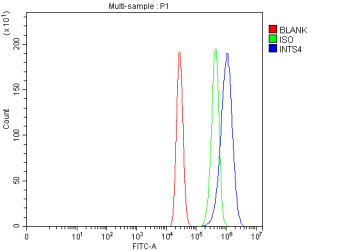 Flow Cytometry analysis of MCF-7 cells using anti-INTS4 antibody. Overlay histogram showing MCF-7 cells stained with (Blue line). To facilitate intracellular staining, cells were fixed with 4% paraformaldehyde and permeabilized with permeabilization buffer. The cells were blocked with 10% normal goat serum. And then incubated with rabbit anti-INTS4 antibody (1 ug/million cells) for 30 min at 20oC. DyLight 488 conjugated goat anti-rabbit IgG (5-10 ug/million cells) was used as secondary antibody for 30 minutes at 20oC. Isotype control antibody (Green line) was rabbit IgG (1 ug/million cells) used under the same conditions. Unlabelled sample (Red line) was also used as a control.
