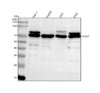 Western blot analysis of GGA2 using anti-GGA2 antibody. Lane 1: human THP-1 whole cell lysates, Lane 2: human HepG2 whole cell lysates, Lane 3: human 293T whole cell lysates, Lane 4: human K562 whole cell lysates. After electrophoresis, proteins were transferred to a nitrocellulose membrane at 150 mA for 50-90 minutes. Blocked the membrane with 5% non-fat milk/TBS for 1.5 hour at RT. The membrane was incubated with rabbit anti-GGA2 antibody at 0.5 ug/ml overnight at 4oC, then washed with TBS-0.1%Tween 3 times with 5 minutes each and probed with a goat anti-rabbit IgG-HRP secondary antibody at a dilution of 1:5000 for 1.5 hour at RT. The signal was developed using enhanced chemiluminescent. A band at ~70 kDa is detected across cell lysates, appearing as a tight doublet in some samples. The small upward shift from the ~67 kDa prediction and the doublet pattern are consistent with phosphorylation-dependent mobility differences reported for GGA2.