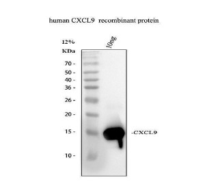 MIG Antibody Recombinant Protein WB. Western blot analysis of 10 ng recombinant human CXCL9 (MIG) protein using MIG Antibody / CXCL9 Antibody at 0.5 ug/ml. A single specific band is detected at approximately 14 kDa, consistent with the expected molecular weight of recombinant CXCL9. The result demonstrates sensitive and specific recognition of recombinant human MIG by Western blot. This MIG Antibody, also called CXCL9 Antibody, is suitable for studies of inflammatory chemokine biology, interferon gamma signaling, immune cell recruitment, and chemokine-mediated immune responses.