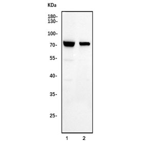 Western blot testing of human 1) HeLa and 2) Jurkat cell lysate with MAVS antibody. Expected molecular weight: 51-54 kDa (cleaved), 57 kDa (unmodified), 75 kDa (aggregated).