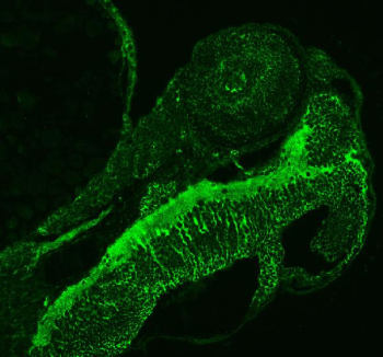 Zebrafish Abcc12 Antibody Embryo Tissue IF. Immunofluorescent staining of FFPE zebrafish embryo tissue with Zebrafish Abcc12 antibody (green). HIER: steam section in pH8 EDTA buffer for 20 min.