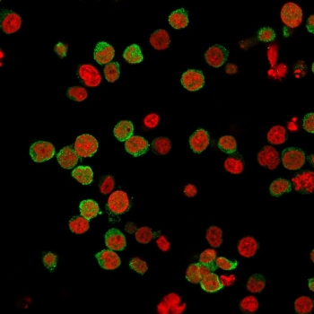 ZAP70 Antibody for IF / Intracellular T-cell Signaling Protein Antibody. Immunofluorescence analysis of PFA-fixed human Jurkat T lymphocyte cells using clone 2F3.2 to detect Zeta-chain-associated protein kinase 70 (ZAP70). ZAP70 antibody staining (green) shows predominantly cytoplasmic localization consistent with its role as an intracellular T-cell receptor signaling kinase, while Reddot nuclear stain (red) highlights cell nuclei. The staining pattern supports visualization of ZAP70 distribution within lymphoid cells, enabling assessment of intracellular signaling protein localization by immunofluorescence imaging.