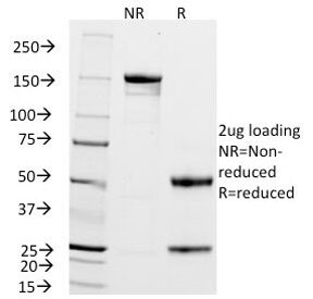 SDS-PAGE analysis of purified, BSA-free ZAP70 antibody (clone 2F3.2) as confirmation of integrity and purity.