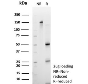 SDS-PAGE analysis of purified, BSA-free ZNF232 antibody (clone PCRP-ZNF232-2B3) as confirmation of integrity and purity.