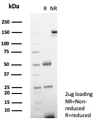 SDS-PAGE analysis of purified, BSA-free Heat shock 70 kDa protein 1B antibody (clone HSPA1B/7629) as confirmation of integrity and purity.