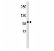 TLE4 antibody western blot analysis in NCI-H460 lysate.