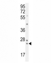 PAUF antibody western blot analysis in K562 lysate.