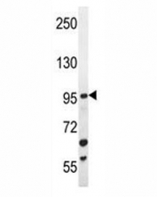 ZGRF1 antibody western blot analysis in mouse Neuro-2a lysate