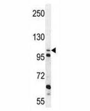 ZGRF1 antibody western blot analysis in K562 lysate