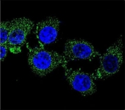 Confocal immunofluorescent analysis of ZGRF1 antibody with 293 cells followed by Alexa Fluor 488-conjugated goat anti-rabbit lgG (green). DAPI was used as a nuclear counterstain (blue).