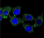 Confocal immunofluorescent analysis of ZGRF1 antibody with 293 cells followed by Alexa Fluor 488-conjugated goat anti-rabbit lgG (green). DAPI was used as a nuclear counterstain (blue).