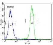 CT45A1 antibody flow cytometric analysis of K562 cells (green) compared to a negative control cell (blue). FITC-conjugated goat-anti-rabbit secondary Ab was used for the analysis.