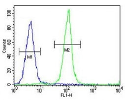 IGKV A18 antibody flow cytometric analysis of MDA-MB435 cells (green) compared to a negative control cell (blue). FITC-conjugated goat-anti-rabbit secondary Ab was used for the analysis.