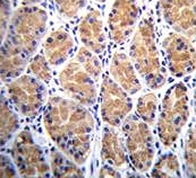 TOR2A antibody immunohistochemistry analysis in formalin fixed and paraffin embedded human stomach tissue.