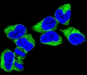 Confocal immunofluorescent analysis of GNAS antibody with 293 cells followed by Alexa Fluor 488-conjugated goat anti-rabbit lgG (green). DAPI was used as a nuclear counterstain (blue).