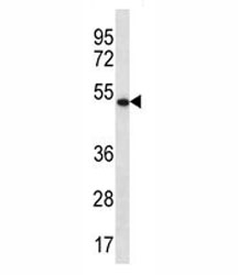 APOBEC3G antibody western blot analysis in K562 lysate