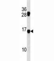 MDS1 antibody western blot analysis in mouse NIH3T3 lysate.