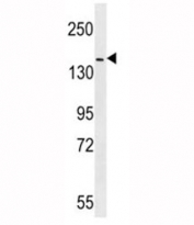 ERBB4 antibody western blot analysis in mouse NIH3T3 lysate