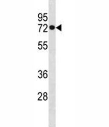 HSPA1L antibody western blot analysis in MDA-MB453 lysate.