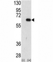 Western blot analysis of AMFR antibody and 293 cell lysate (2 ug/lane) either nontransfected (Lane 1) or transiently transfected with the AMFR gene (2).