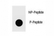 Dot blot analysis of phospho-Ammonium transporter antibody. 50ng of phos-peptide or nonphos-peptide per dot were spotted.