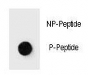 Dot blot analysis of phospho-JUN antibody. 50ng of phos-peptide or nonphos-peptide per dot were spotted.