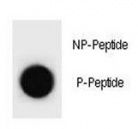 Dot blot analysis of phospho-p21 antibody. 50ng of phos-peptide or nonphos-peptide per dot were spotted.