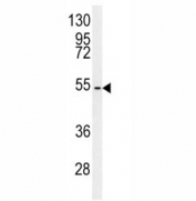 C7orf28A antibody western blot analysis in mouse NIH3T3 lysate