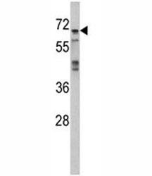 Western blot analysis of MAPK4 antibody and 293 lysate~