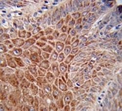 IHC analysis of FFPE human skin stained with IGH antibody