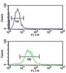 IGH antibody flow cytometric analysis of HL-60 cells (green) compared to a negative control cell (blue). FITC-conjugated goat-anti-rabbit secondary Ab was used for the analysis.