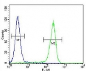 CRFR2D antibody flow cytometric analysis of HeLa cells (right histogram) compared to a negative control cell (left histogram). FITC-conjugated goat-anti-rabbit secondary Ab was used for the analysis.