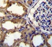 PDGFC antibody immunohistochemistry analysis in formalin fixed and paraffin embedded human kidney tissue.