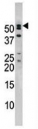 Western blot analysis of anti-NUP50 antibody and mouse brain tissue lysate