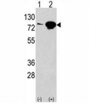 Western blot analysis of EIF4B antibody and 293 lysate transiently transfected with the EIF4B gene (2ug/lane).