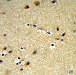 CYP26A1 antibody IHC analysis in formalin fixed and paraffin embedded brain tissue.