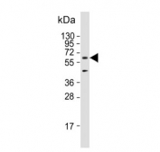 Western blot testing of human K562 cell lysate with AMPK antibody. Predicted molecular weight ~64 kDa.