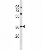 MAPK11 antibody western blot analysis in K562 lysate